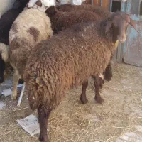 گوسفند. بره ماده نازار|حیوانات مزرعه|بروجرد, |دیوار
