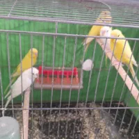 مرغ عشق هلندی|پرنده|کرمان, |دیوار