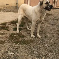 توله سگ ماده دورگه سرابی-پژدر