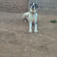 سگ سرابی|سگ|فریمان, |دیوار