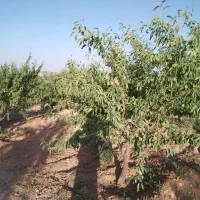 فروش باغ بادام ۲۰۰۰۰متری|فروش زمین و ملک کلنگی|بن, |دیوار