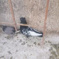 ساده سینه سیاه|پرنده|مشهد, کارمندان دوم|دیوار