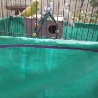 پرنده|پرنده|سنندج, |دیوار