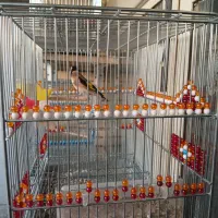 سهره دوساله|پرنده|اصفهان, تخت فولاد|دیوار