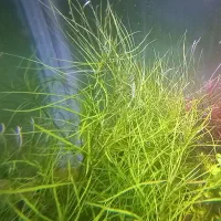 انواع گیاه اکواریومی&پلنت|ماهی|شیراز, میانرود|دیوار