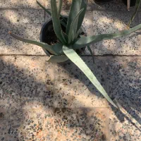 آلوورا ، آگاو|گل و گیاه طبیعی|اهواز, ۲۰۰دستگاه|دیوار