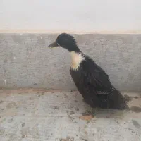 اردک|حیوانات مزرعه|هشتگرد, فاز ۳ مهستان|دیوار