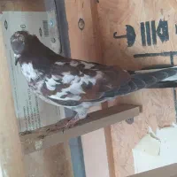 کبوتر|پرنده|تهران, شهرک کوهسار|دیوار