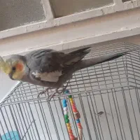 عروس هلندی نر سخنگو