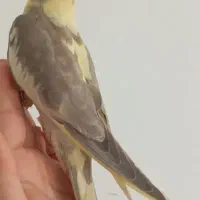 عروس هلندی آهویی نر|پرنده|کرمان, |دیوار