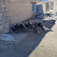 بوقلمو روستایی