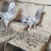 پرشی درجه یک