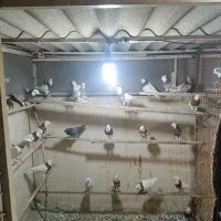 کفتر طوقی پرشی