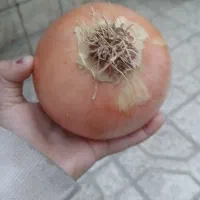 فروش پیاز اعلا،