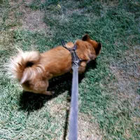 سگ اشپیتز روباهی گمشده،|سگ|کرمانشاه, |دیوار