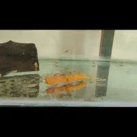 ماهی کت فیش پوزه بوته ای (لجنخوار)