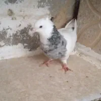 فقط معامله با چیزی بدرد بخوره