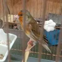 سهره قناری|پرنده|ساوه, |دیوار