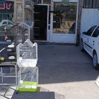 انواع پرندگان زینتی و ملزومات لازم|پرنده|مهاباد (آذربایجان غربی), |دیوار
