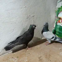 کفتر بهبونی