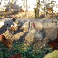 مرغ تخمگذار گلپایگانی / خروس محلی درشت و سلامت