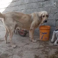 این سگ ماده گمشده