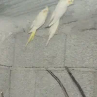 عروس هلندی لوتینو|پرنده|رضوانشهر, |دیوار