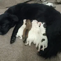 این سگ پاکوتاه گم شده 17شهریور 26 تعاون