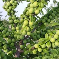 نهال های درجه یک و پر بار ضمانتی|عمده‌فروشی|میاندوآب, |دیوار