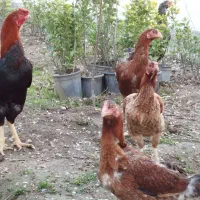 تخم لاری تازه و نطفه دار + جوجه لاری