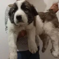 سگ الابای ترکمن و الابای روس گارد نگهبان گله