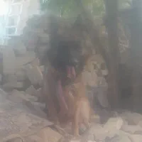 ژرمن شپرت اصلی