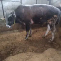 گوساله نر و ماده|حیوانات مزرعه|تهران, فرودگاه مهرآباد|دیوار