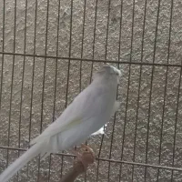 قناری نر سوپری