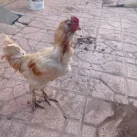 خروس لاری و چنگی