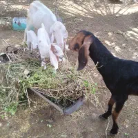 فروش چند بز با کهره