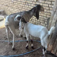 بز نیدی