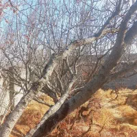 باغ-و-باغچه-آب-برق-گاز