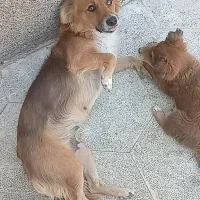 سگ اشپیتزماده با توله|سگ|مشهد, موعود|دیوار