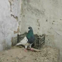 کله سیاه نر پرشی