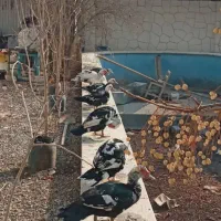 اردک نرو ماده