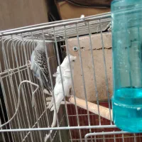 مرغ عشق مولد|پرنده|اصفهان, کوجان|دیوار