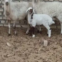 دومیش جوان یکی زایده یکی آبستن سه ماهه|حیوانات مزرعه|مشهد, آبکوه|دیوار