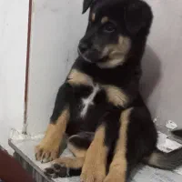 توله سگ روت وایلر|سگ|کرمانشاه, |دیوار