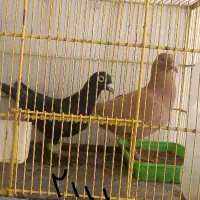 کبوتر فروشی