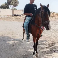 اسب نر دره شور