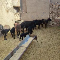 گوسفند میش بره دار چپش قوچ شیشک بز بزغاله دار|حیوانات مزرعه|قم, شهر قائم|دیوار