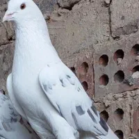 کفتر پرشی نر خال پیس