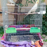 جفت طوطی عروس هلندی|پرنده|اقبالیه, |دیوار