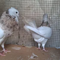 طوقی نرلیمویی خالدار